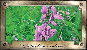 Desmodium